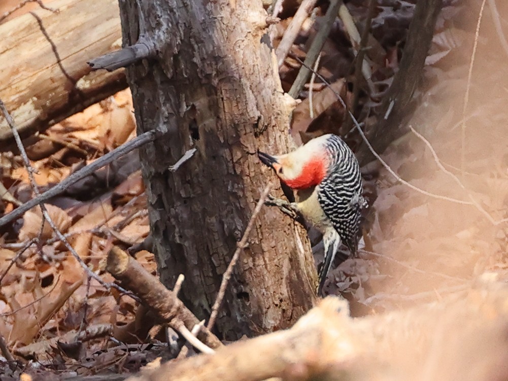Red-bellied Woodpecker - ML612035885