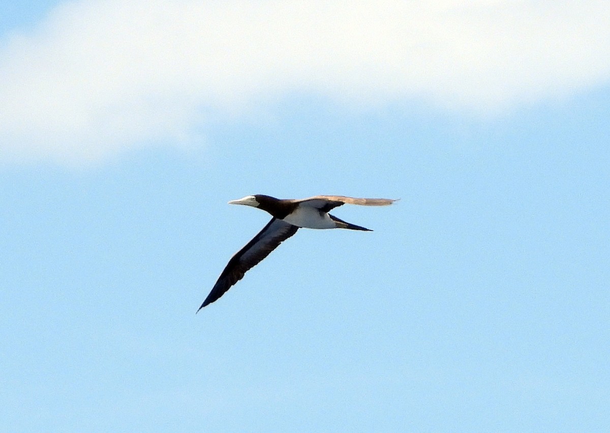 Brown Booby - ML612035886