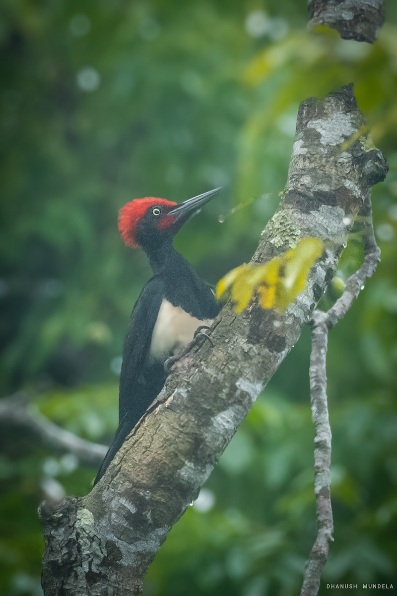 White-bellied Woodpecker - Dhanush vichu