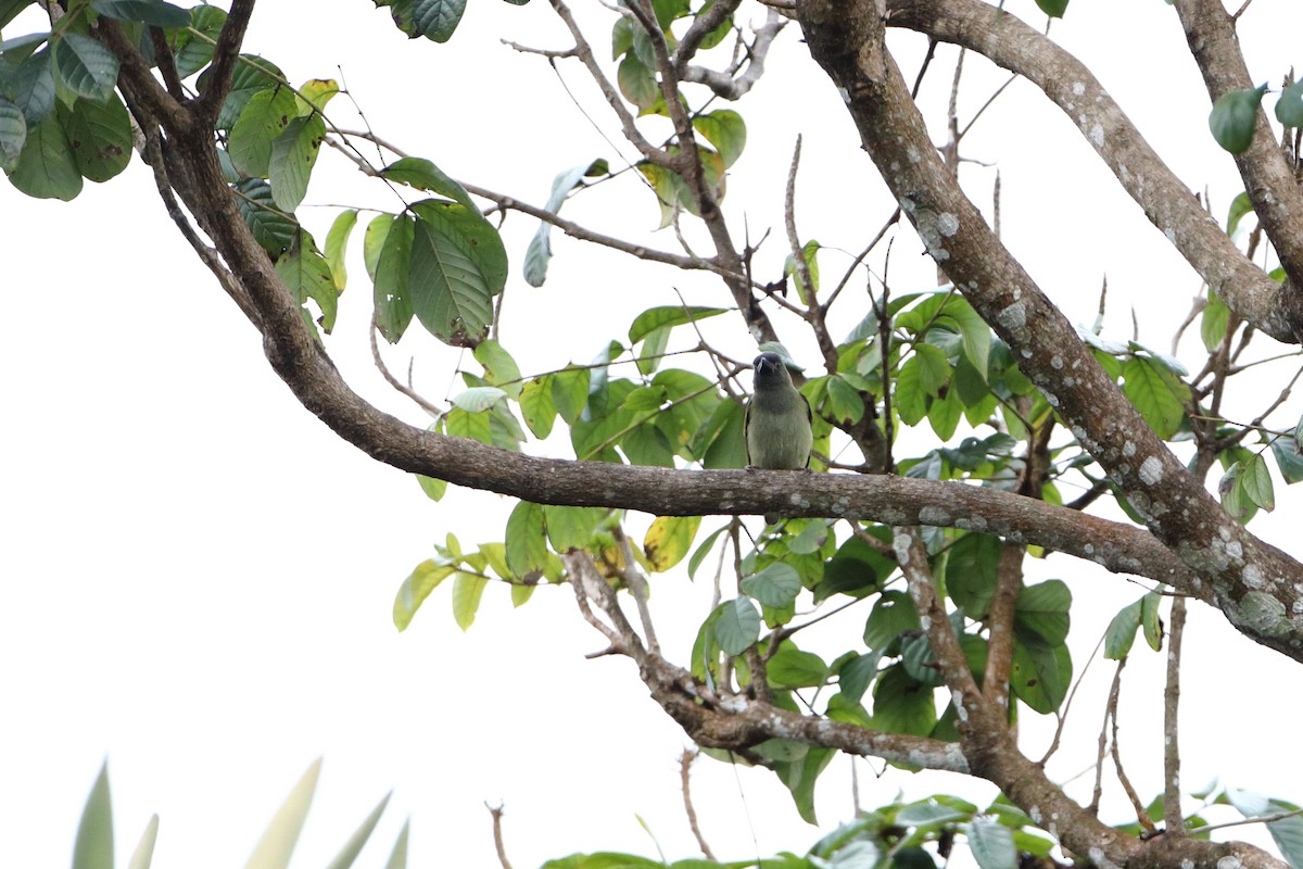 Olivbartvogel (olivacea) - ML612036099
