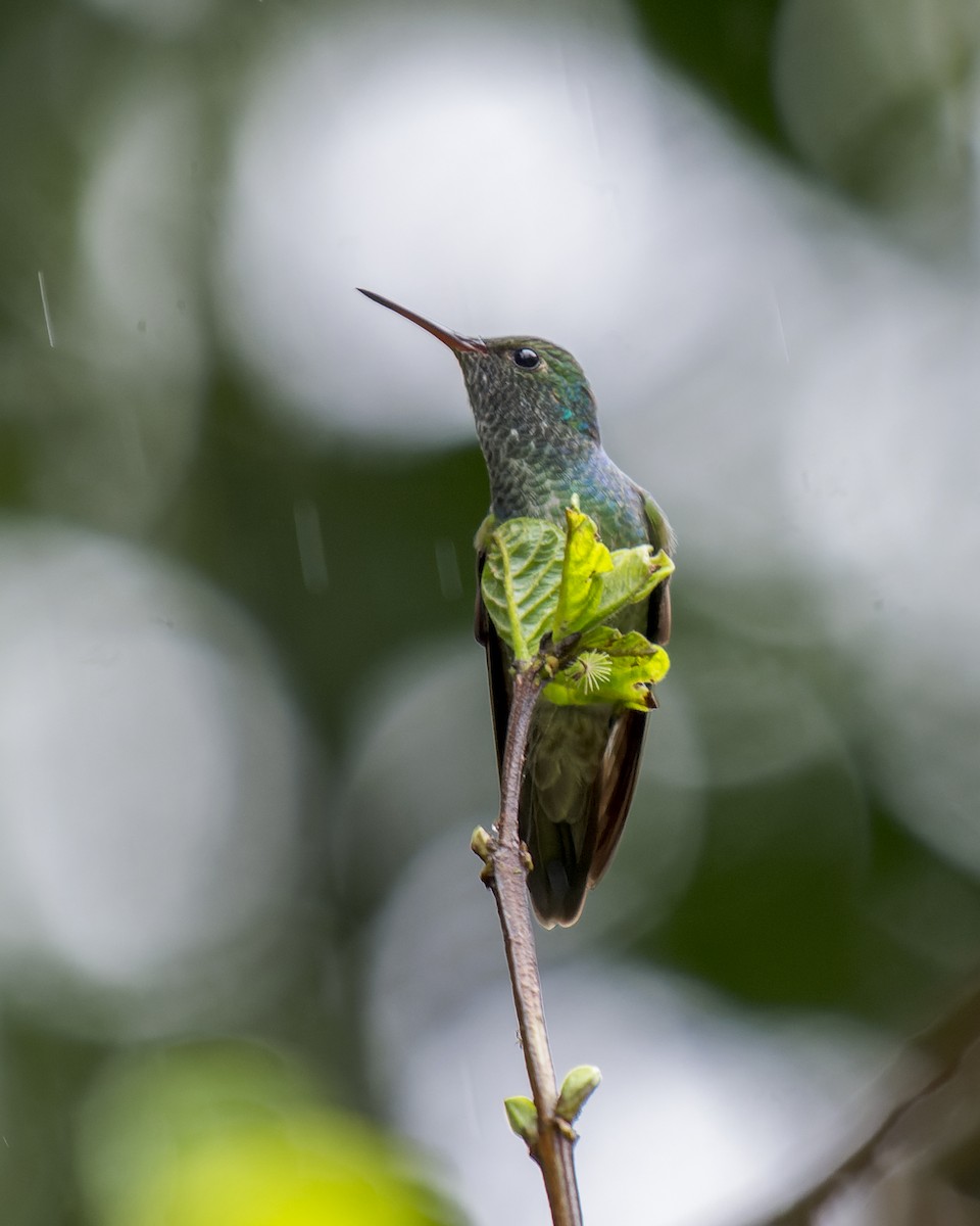 kolibřík pestrý - ML612036174