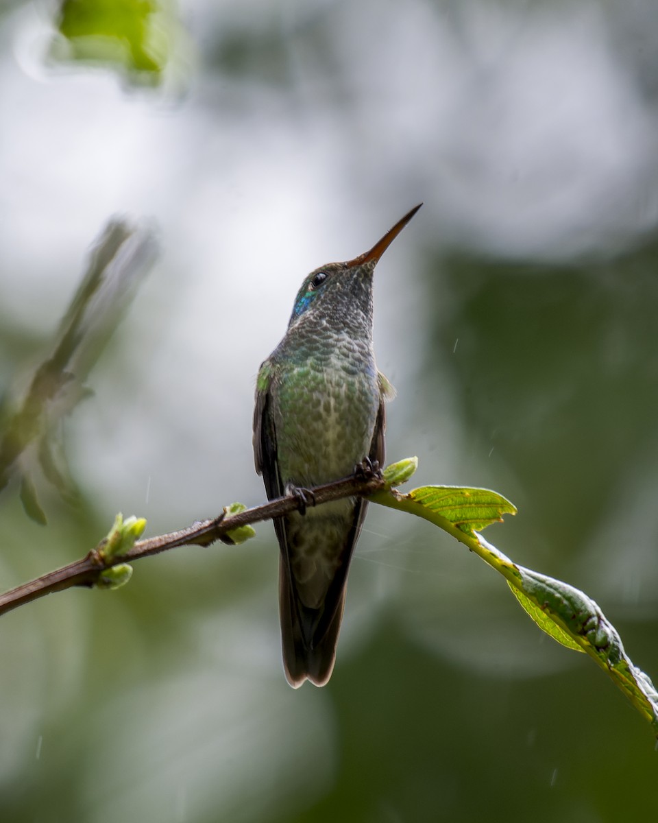 kolibřík pestrý - ML612036177