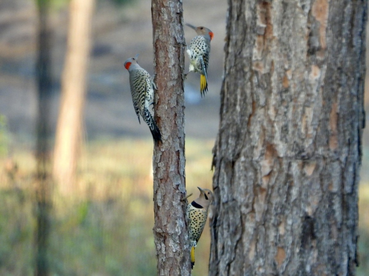 Northern Flicker - ML612036256