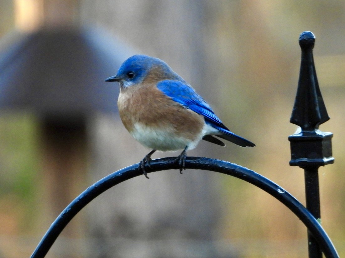 Eastern Bluebird - ML612036276