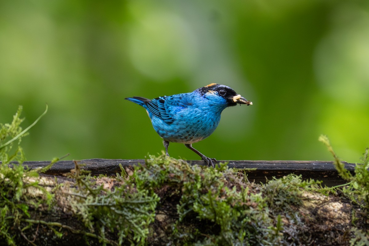 Golden-naped Tanager - ML612036477