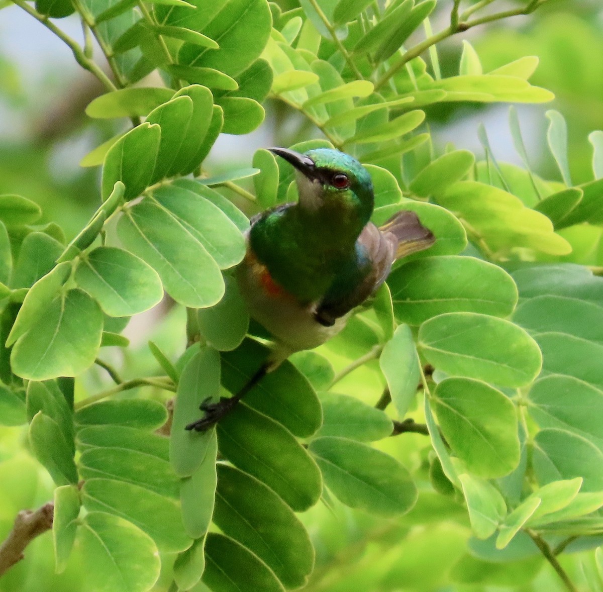 Green Sunbird (Gray-throated) - Mich Coker