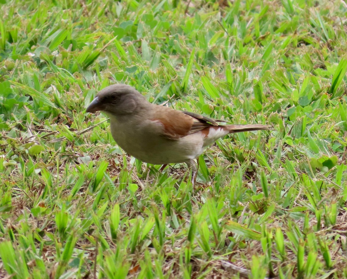 Northern Gray-headed Sparrow - ML612036487