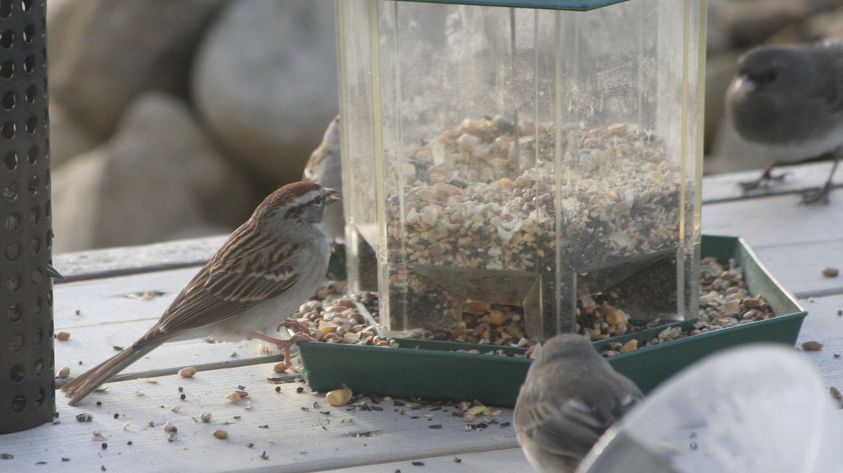 Junco ardoisé - ML612036557