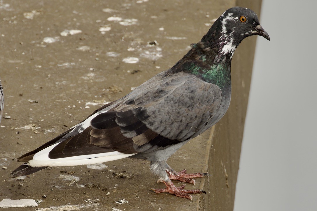 Rock Pigeon (Feral Pigeon) - ML612036656