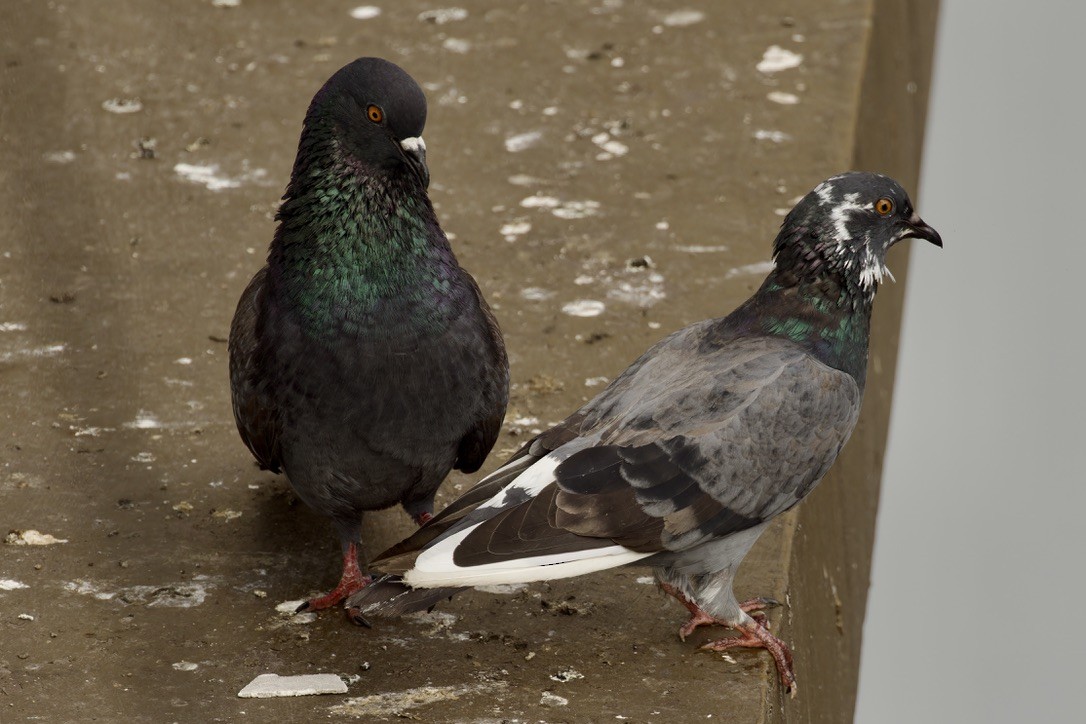Rock Pigeon (Feral Pigeon) - ML612036657