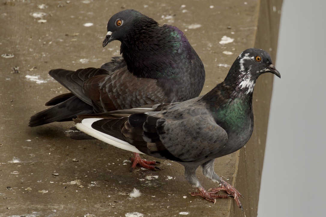 Rock Pigeon (Feral Pigeon) - ML612036658