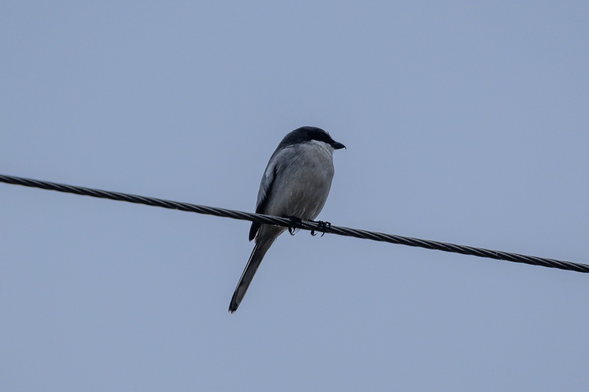Loggerhead Shrike - ML612036693