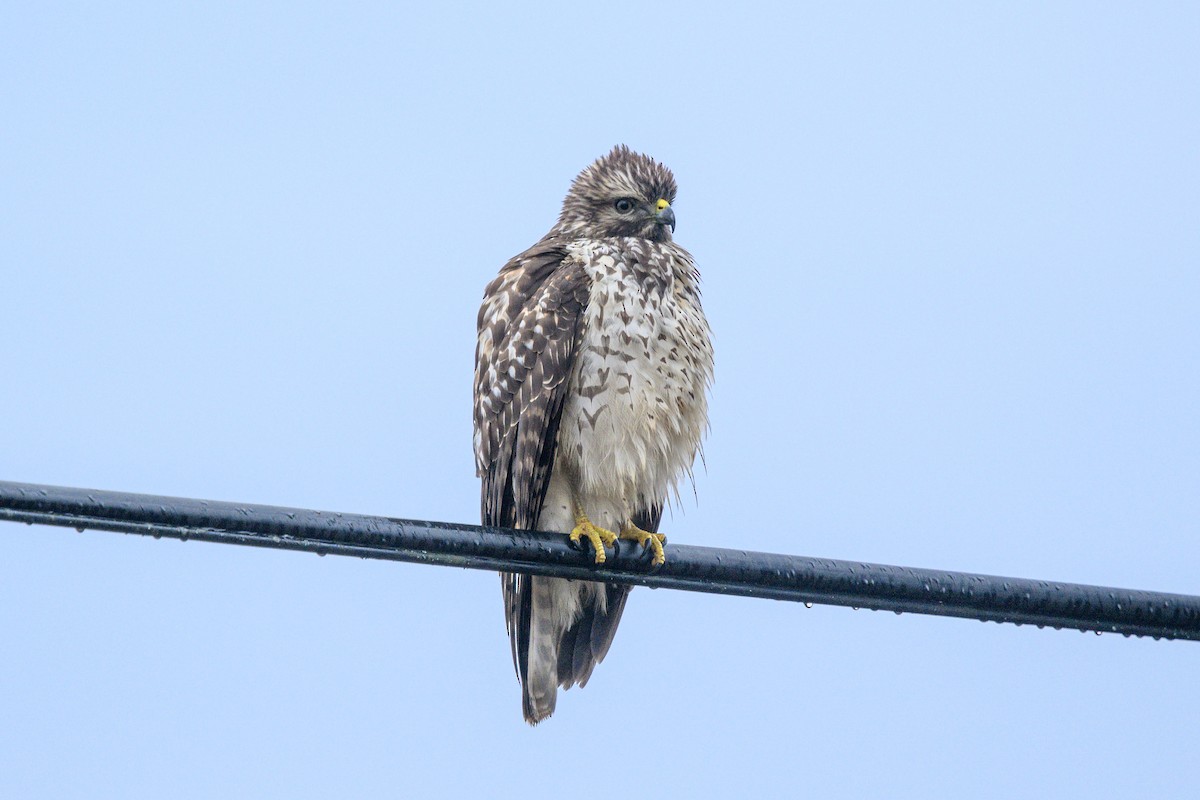 Red-shouldered Hawk - ML612036759
