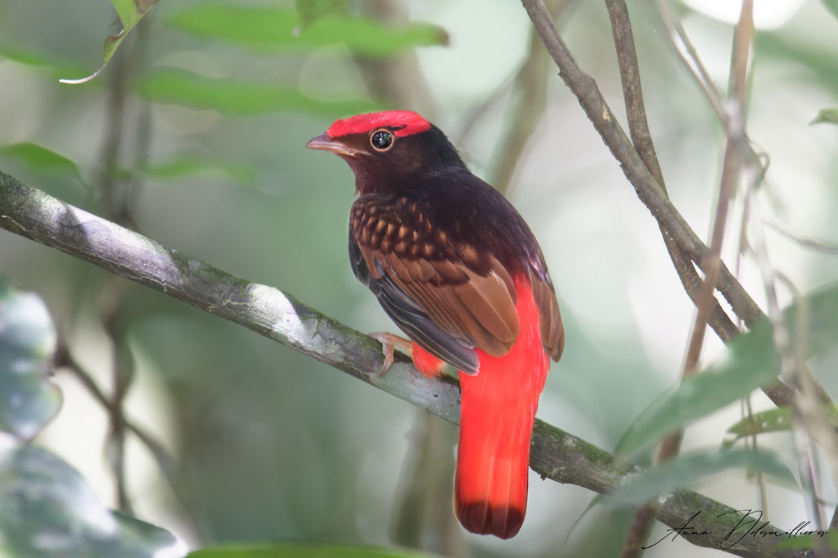 Guianan Red-Cotinga - Anna Delesmillieres