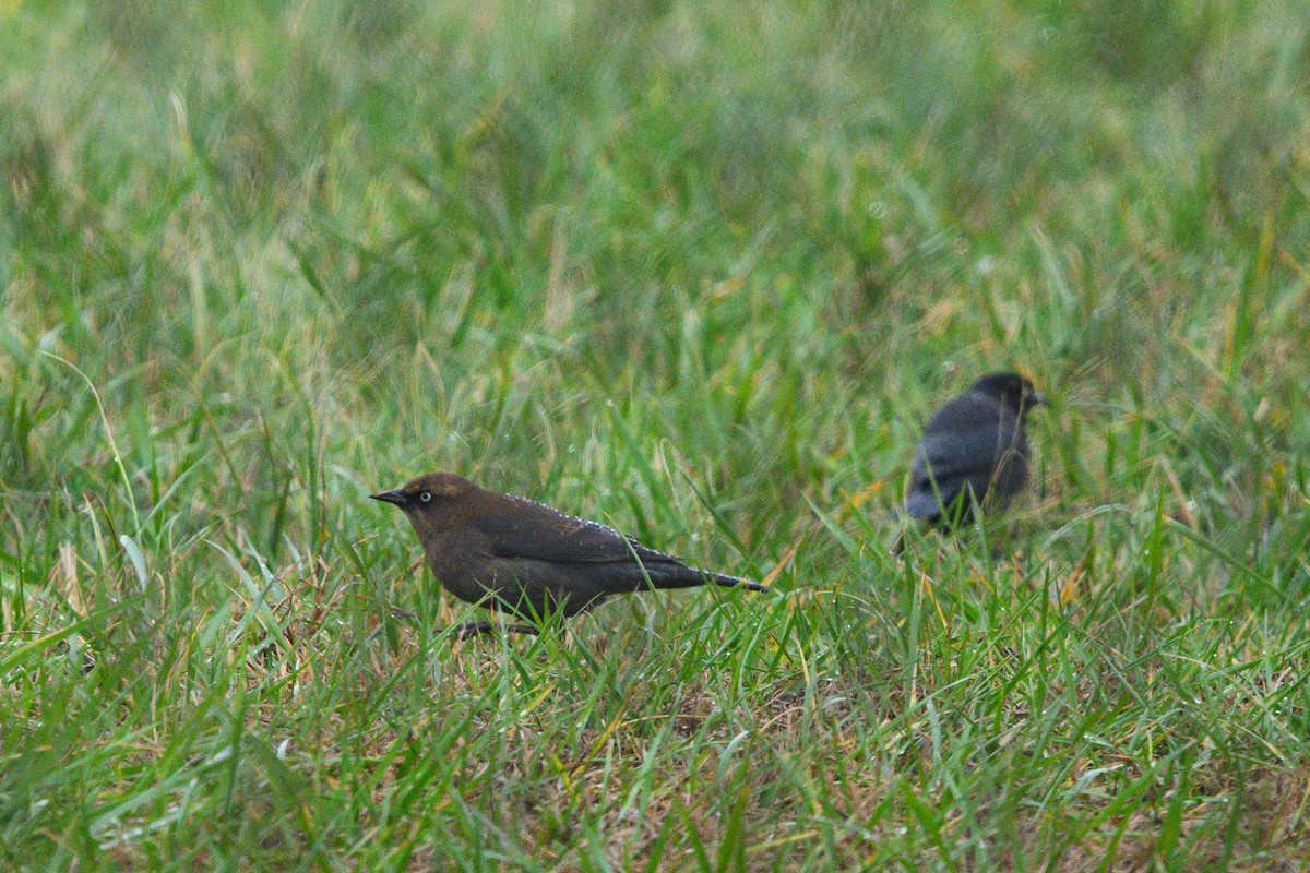 Rusty Blackbird - ML612037178