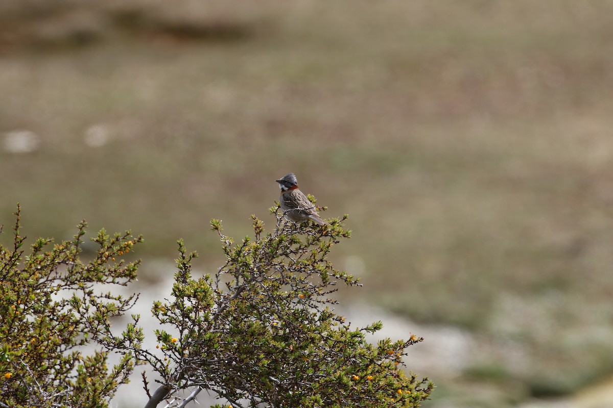 Rufous-collared Sparrow - ML612037189