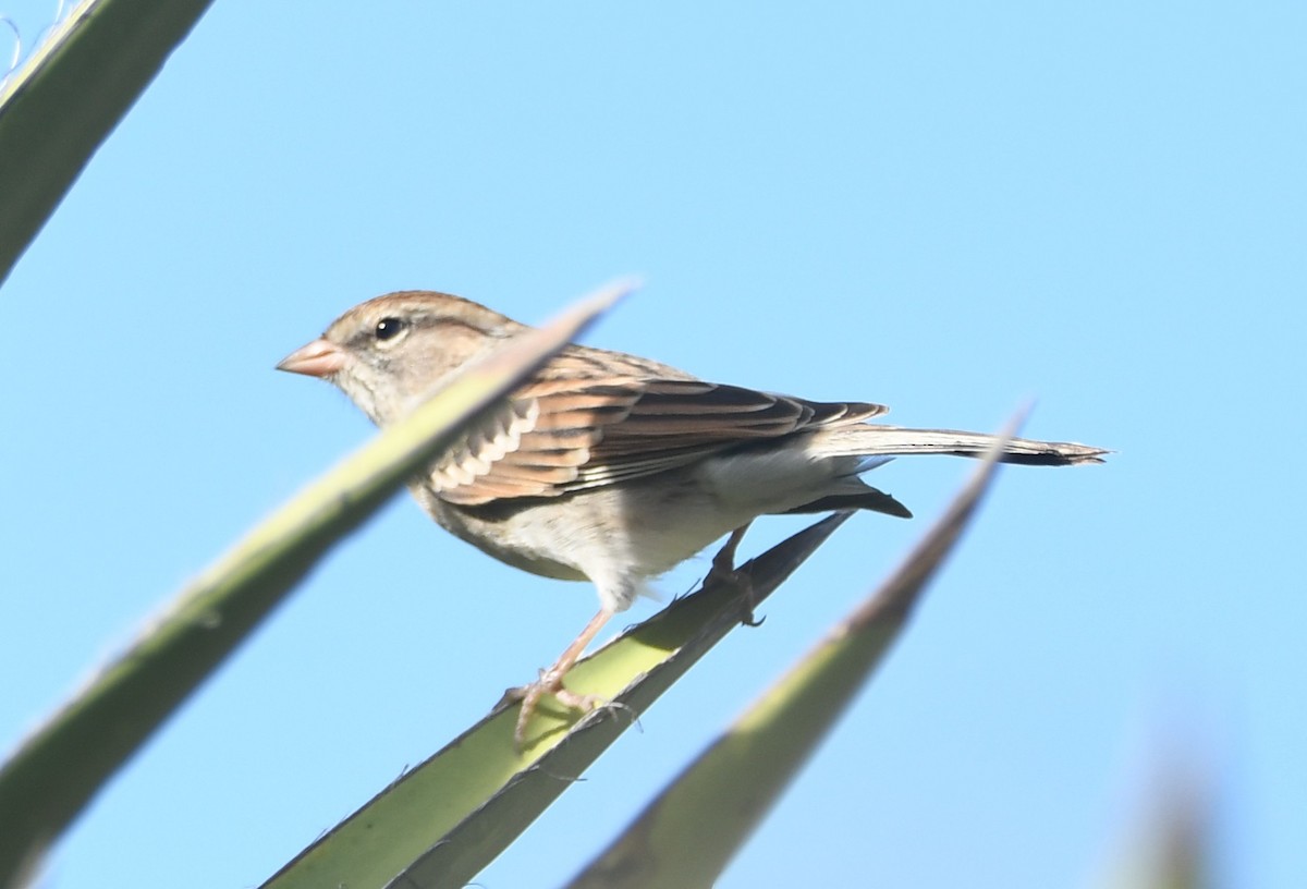 Chipping Sparrow - Leonardo Guzmán (Kingfisher Birdwatching Nuevo León)