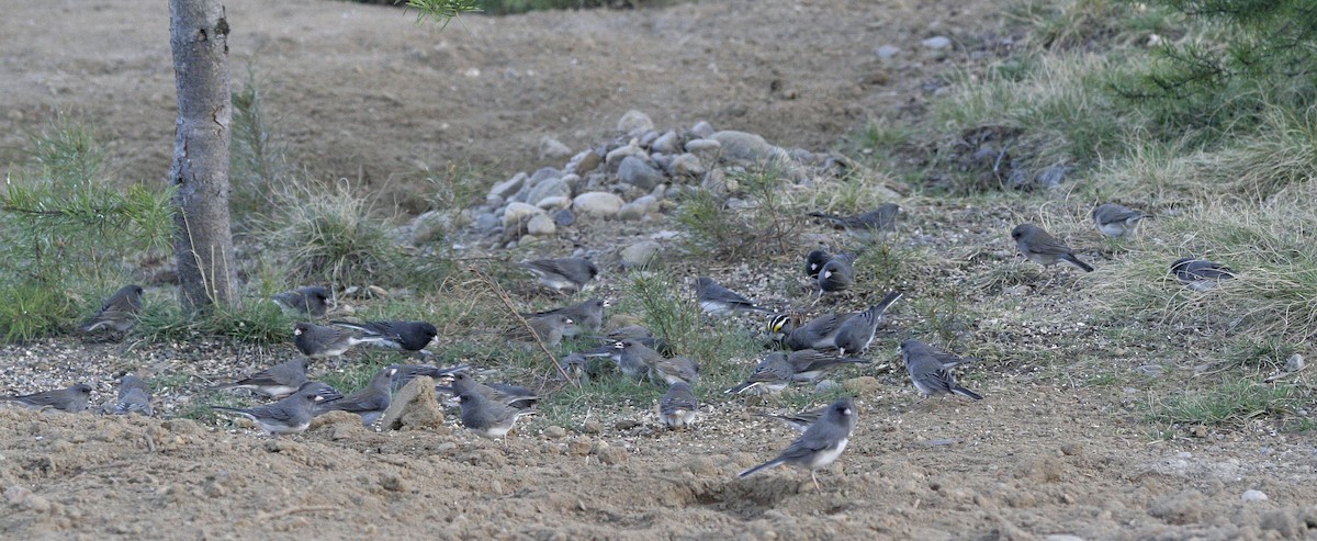 Junco ardoisé - ML612037788
