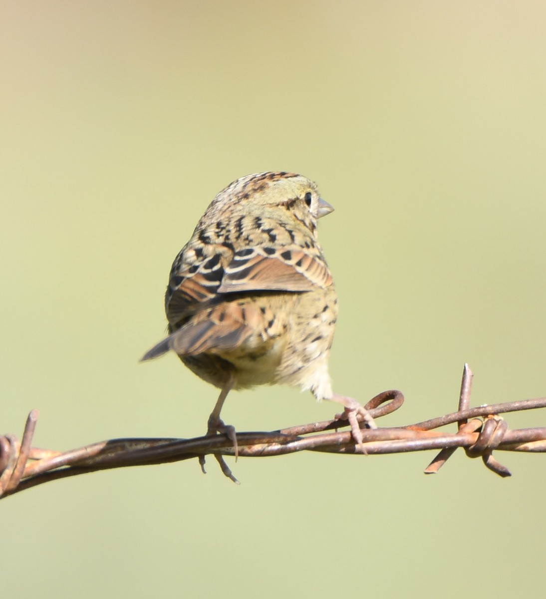 Lincoln's Sparrow - Leonardo Guzmán (Kingfisher Birdwatching Nuevo León)