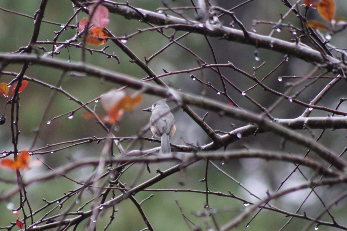 Tufted Titmouse - ML612037969