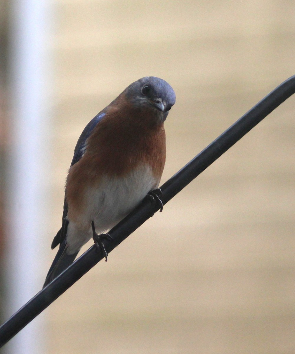 Eastern Bluebird - ML612037982