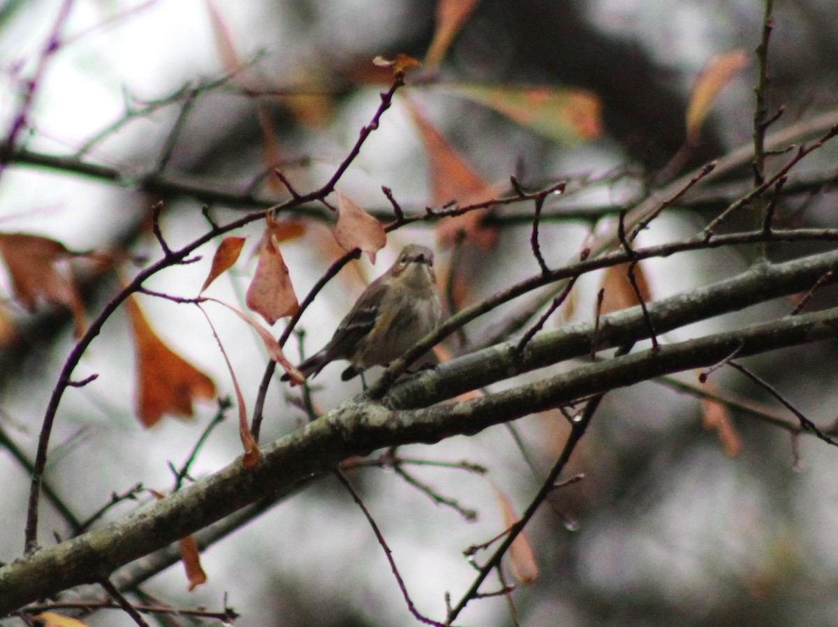 Yellow-rumped Warbler - ML612038008