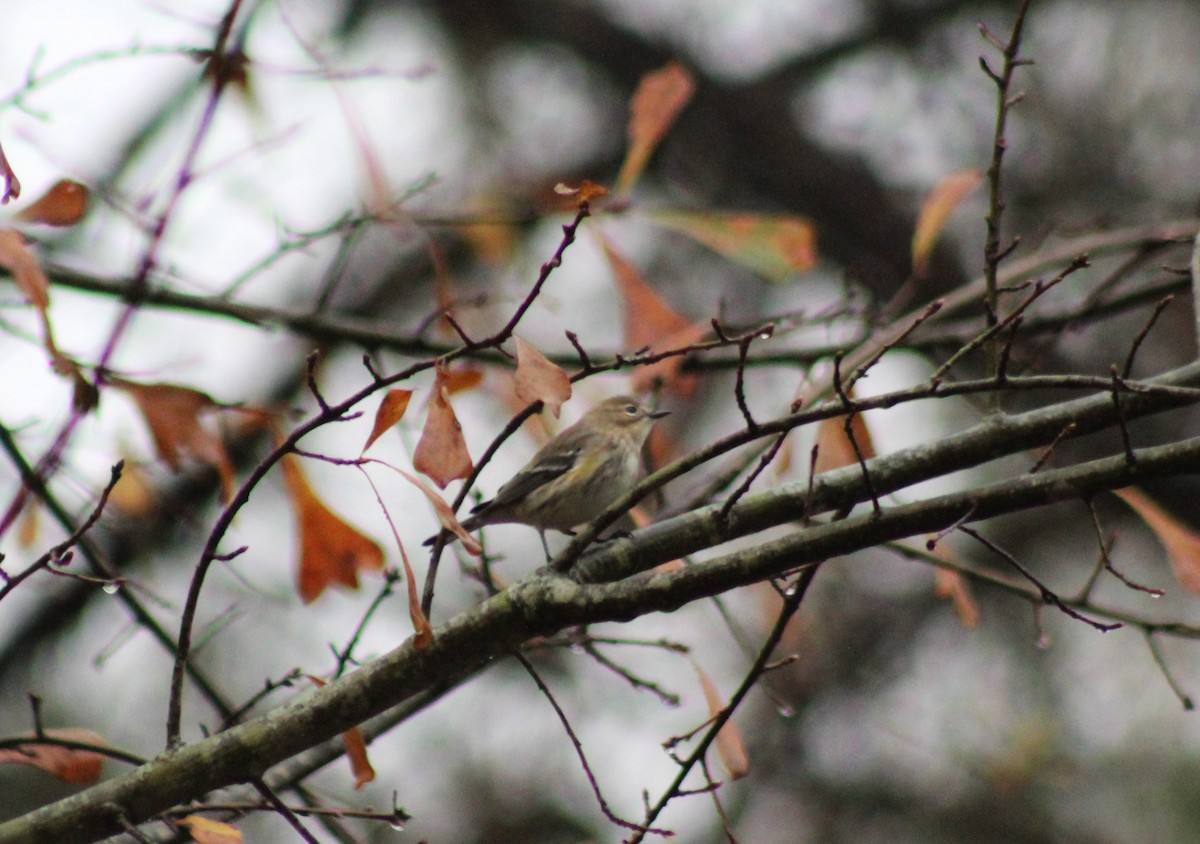 Yellow-rumped Warbler - ML612038011