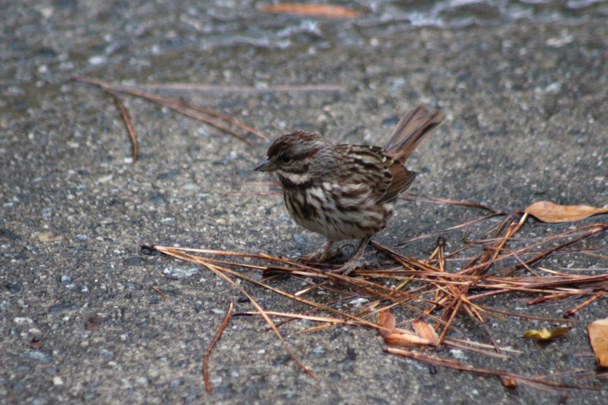 Song Sparrow - ML612038042