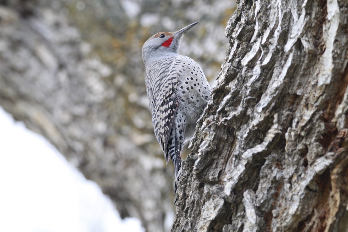 Northern Flicker (Red-shafted) - ML612038049