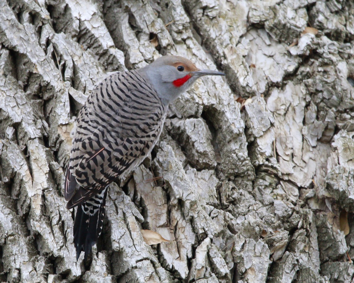 Northern Flicker (Red-shafted) - ML612038050