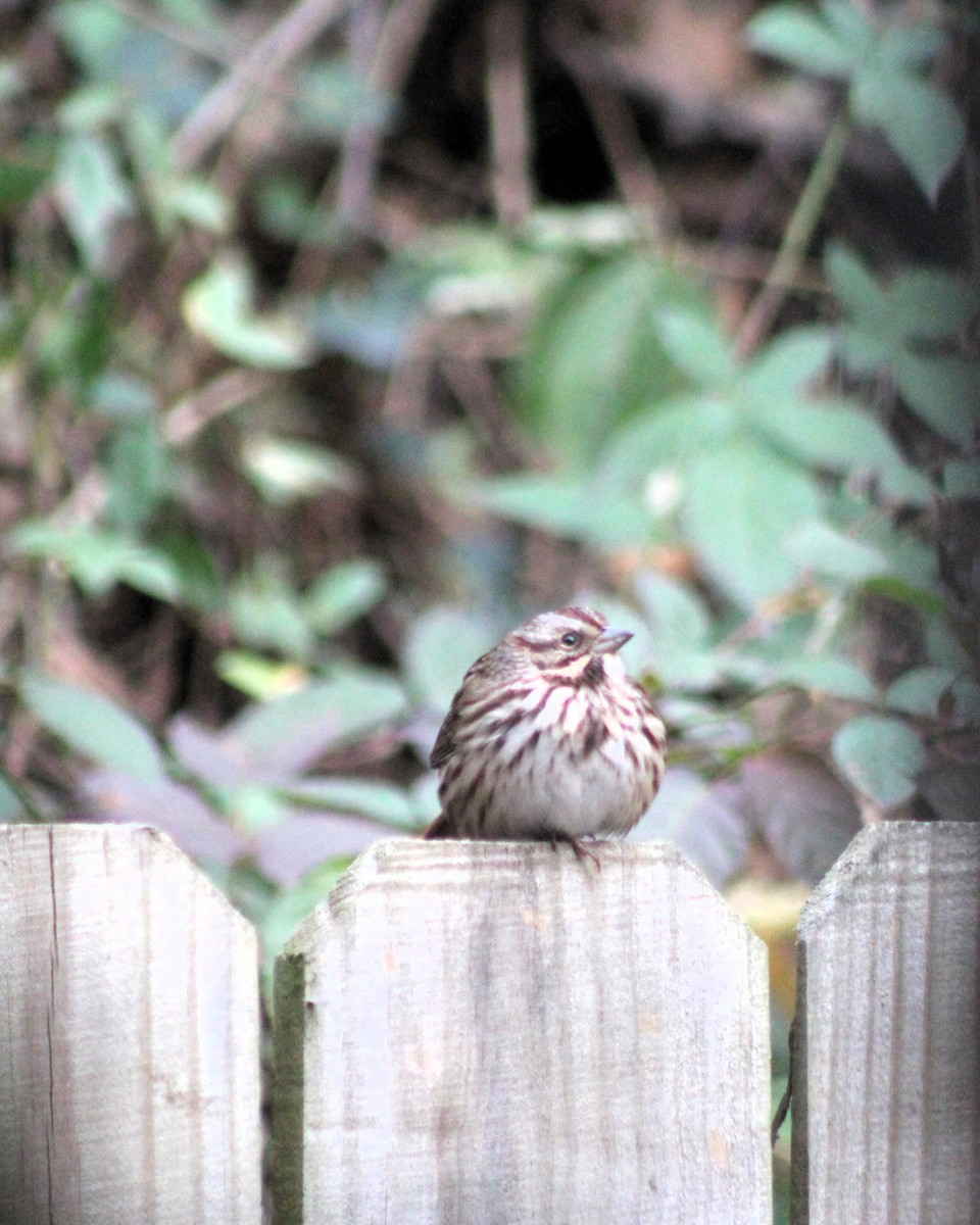 Song Sparrow - ML612038259