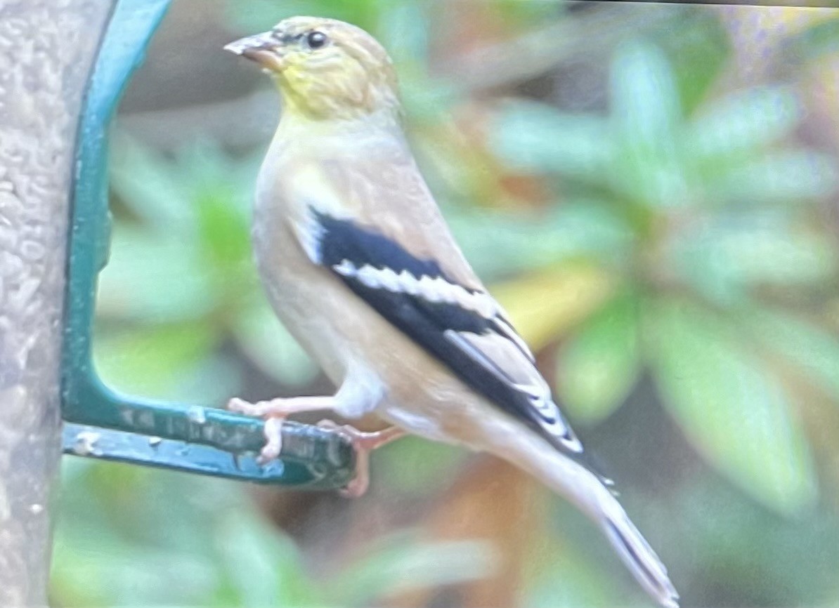 American Goldfinch - ML612038695