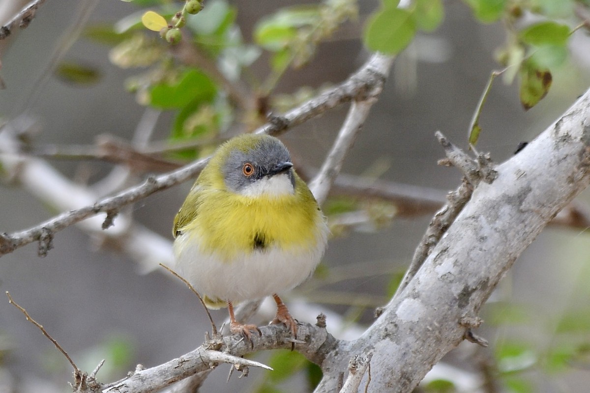 Yellow-breasted Apalis - ML612038749