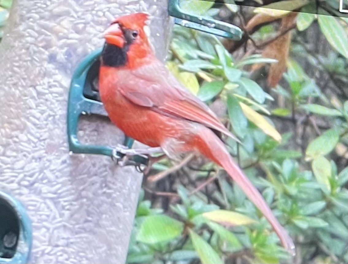 Northern Cardinal - ML612038879