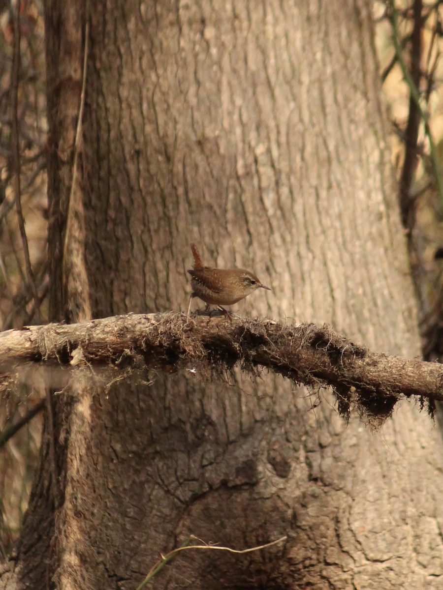 Winter Wren - ML612038928
