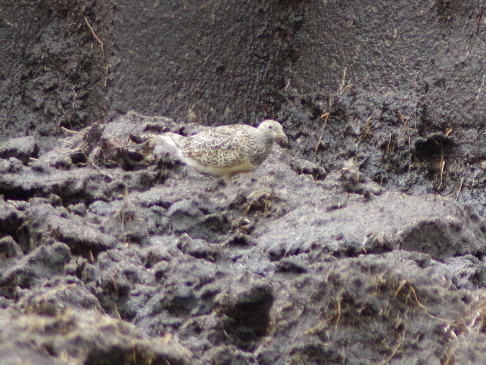 Gray-breasted Seedsnipe - ML612039086