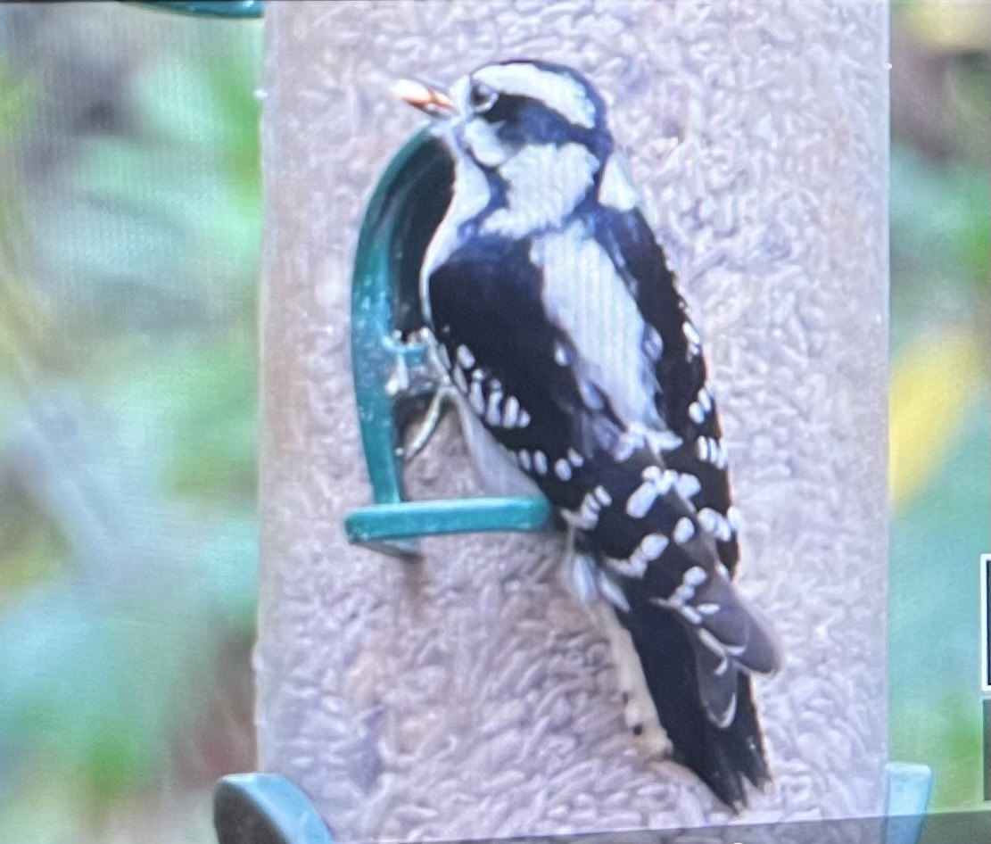 Downy Woodpecker - ML612039087