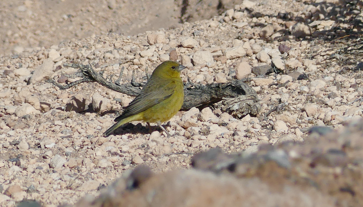 Greenish Yellow-Finch - ML612039280
