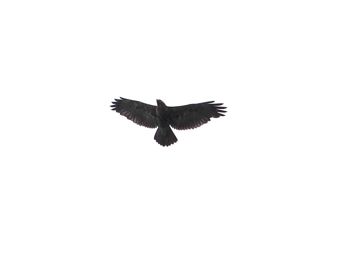 Black-chested Buzzard-Eagle - ML612039659