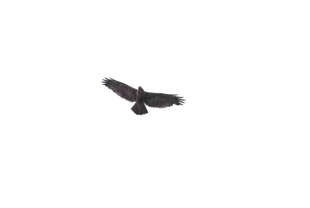 Black-chested Buzzard-Eagle - ML612039660