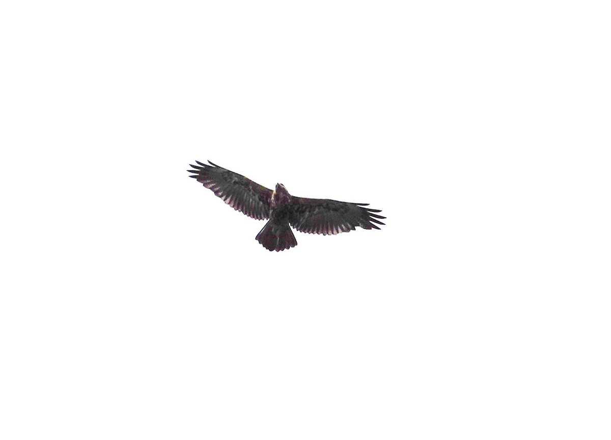Black-chested Buzzard-Eagle - ML612039661
