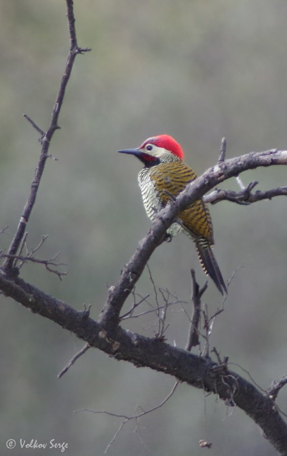 Black-necked Woodpecker - ML612039683