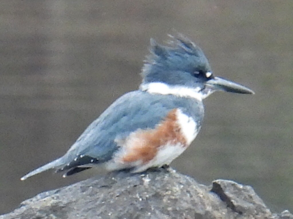 Belted Kingfisher - ML612039963
