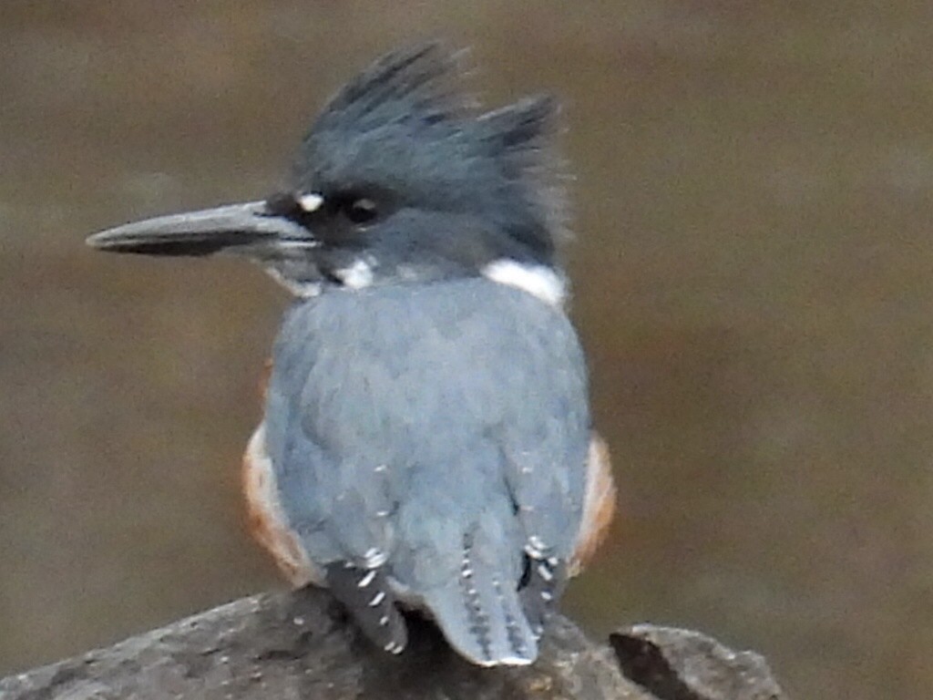 Belted Kingfisher - ML612039967