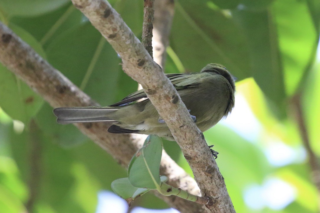 Palm Tanager - ML612040028