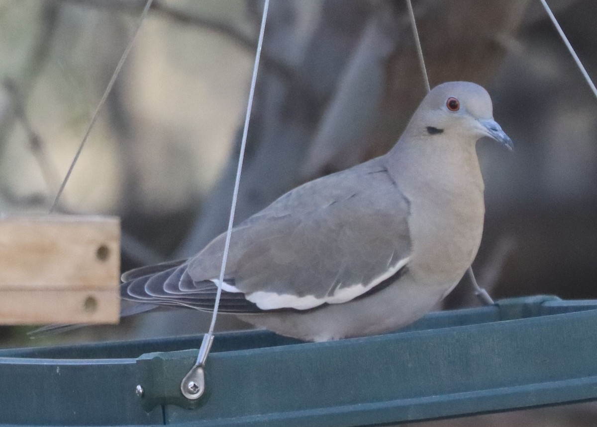 White-winged Dove - ML612040040