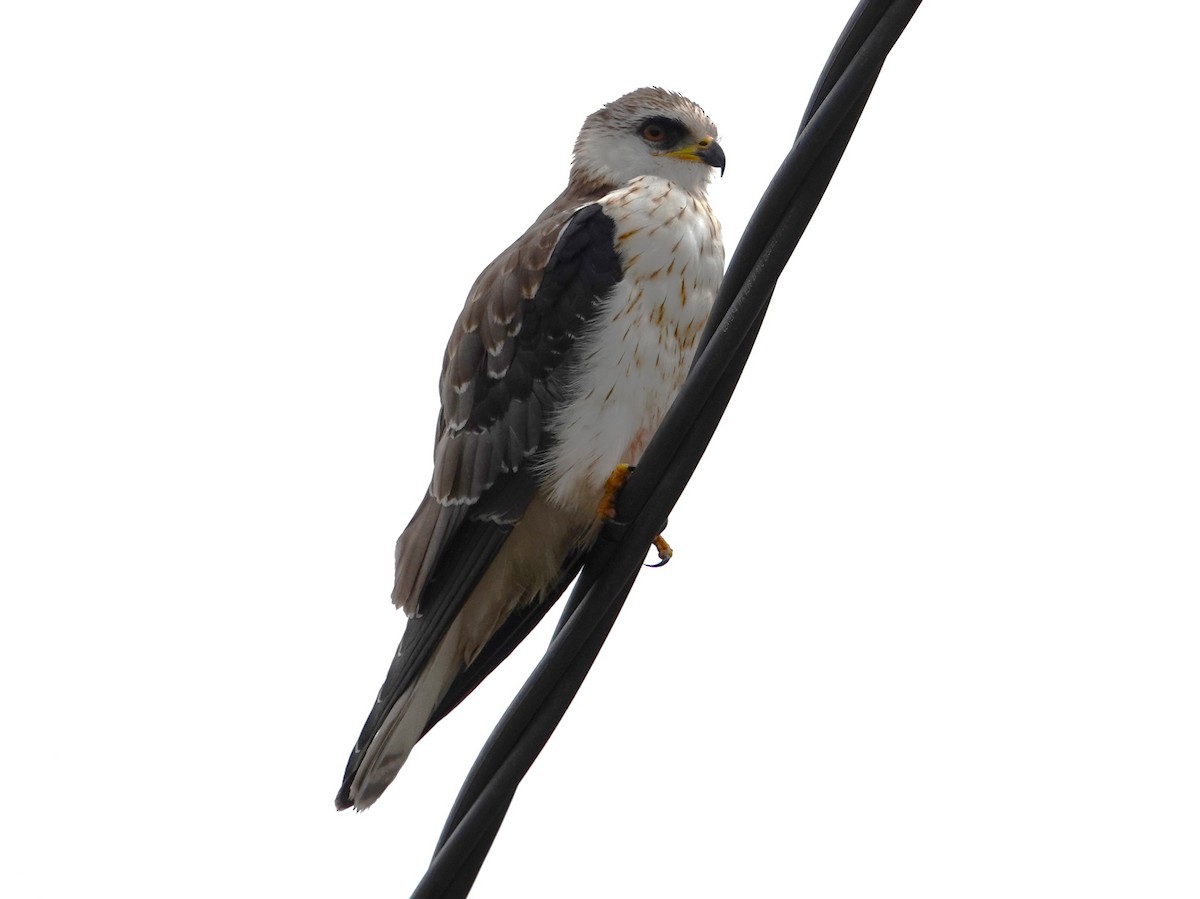 White-tailed Kite - ML612040096