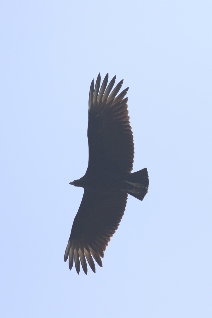 Black Vulture - ML612040205