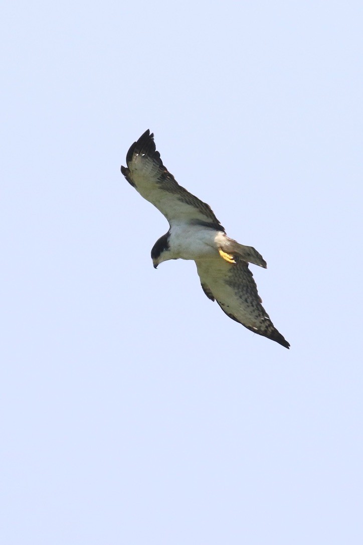 Short-tailed Hawk - ML612040206