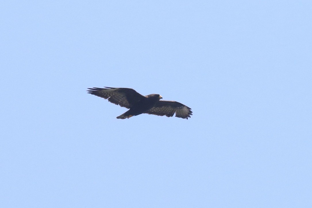 Zone-tailed Hawk - ML612040217